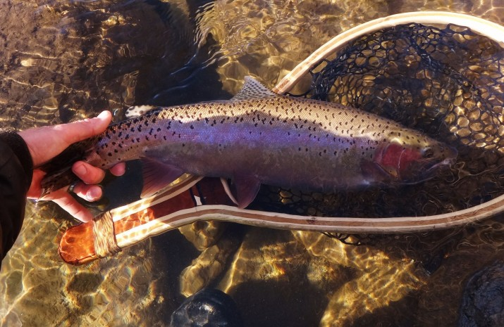 truckee river rainbow or lahontan hybrid